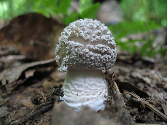 Amanita spissa